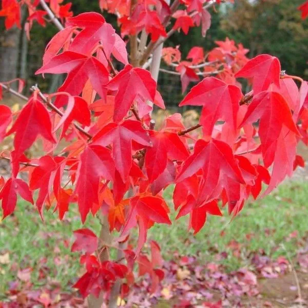 Trident Maple Acer buergerianum  100 Seeds  USA Company
