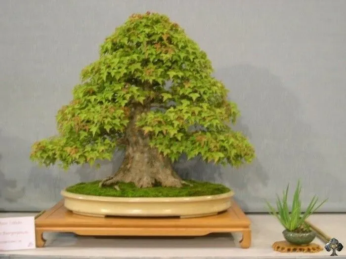 Trident Maple Acer buergerianum  100 Seeds  USA Company
