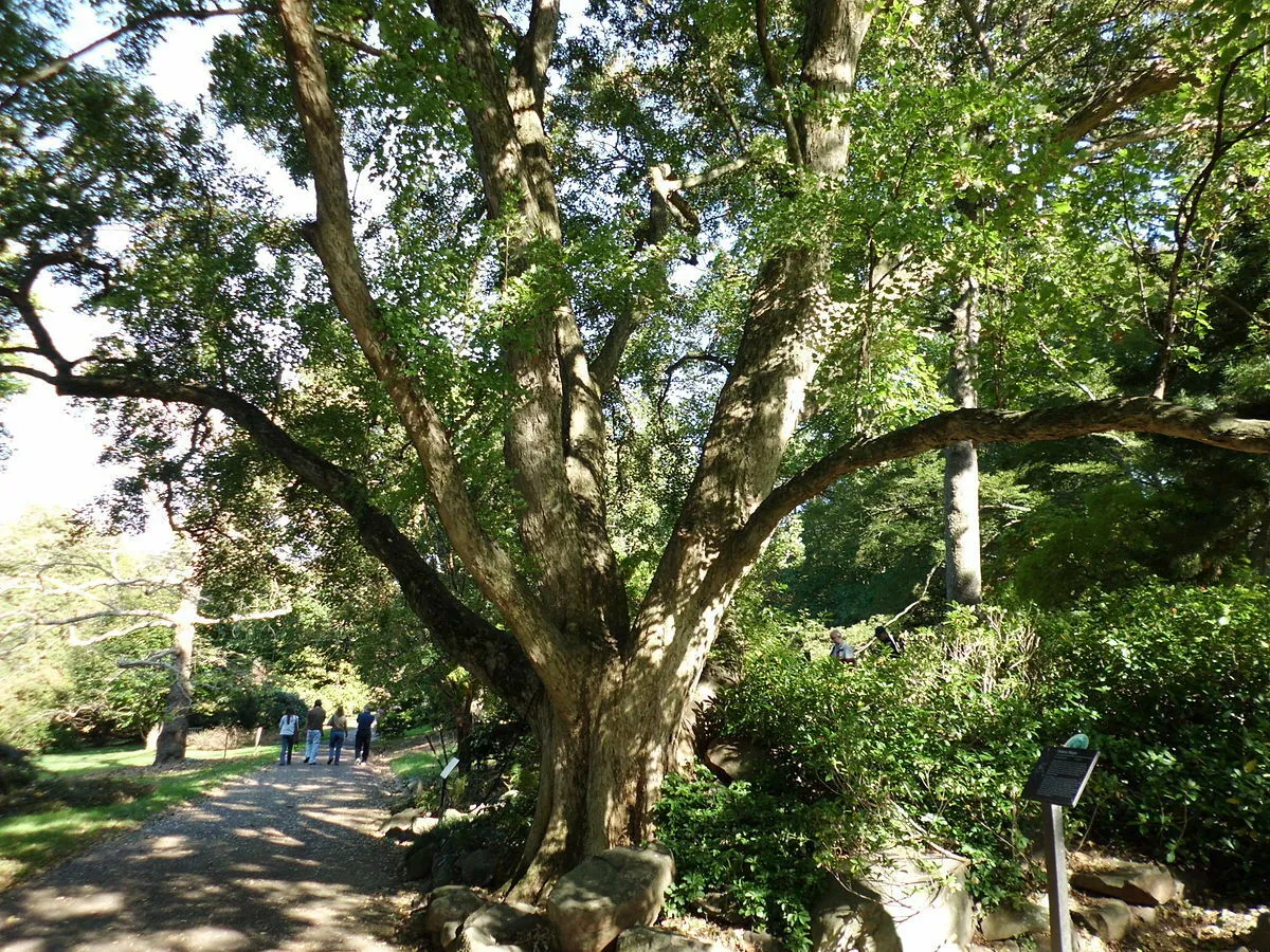 Trident Maple Acer buergerianum  100 Seeds  USA Company