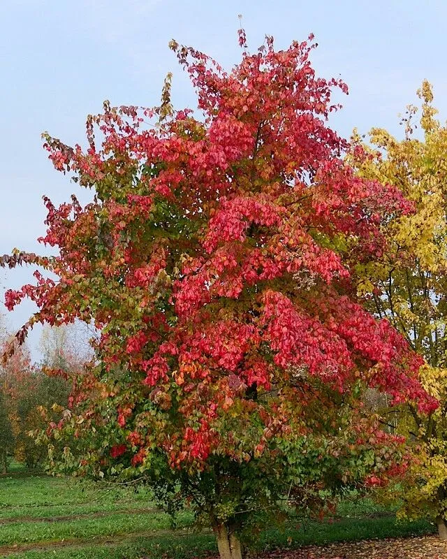 Trident Maple Acer buergerianum  100 Seeds  USA Company