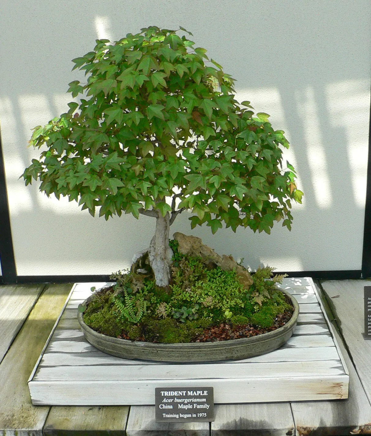 Trident Maple Acer buergerianum  100 Seeds  USA Company