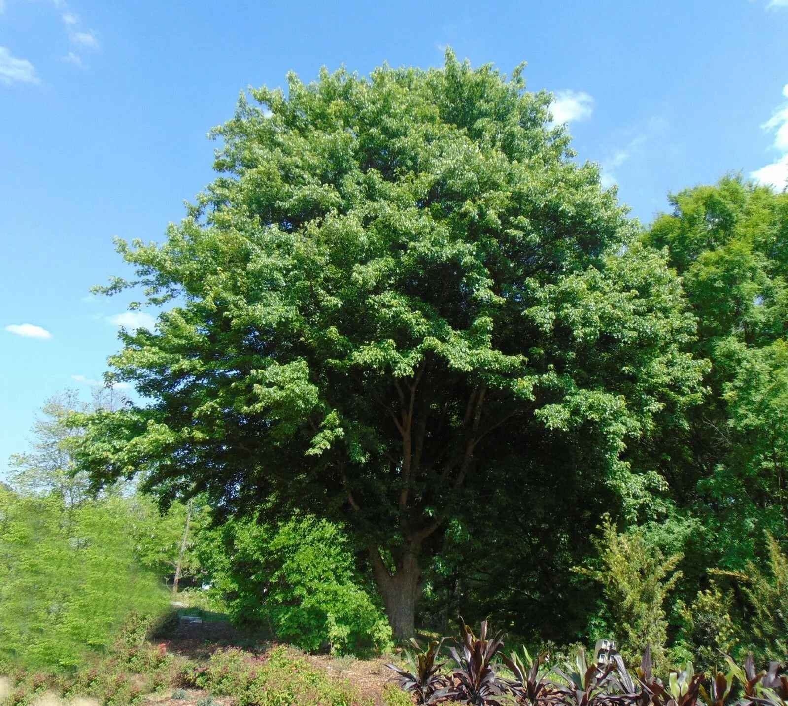 Trident Maple Acer buergerianum 200 Seeds  USA Company