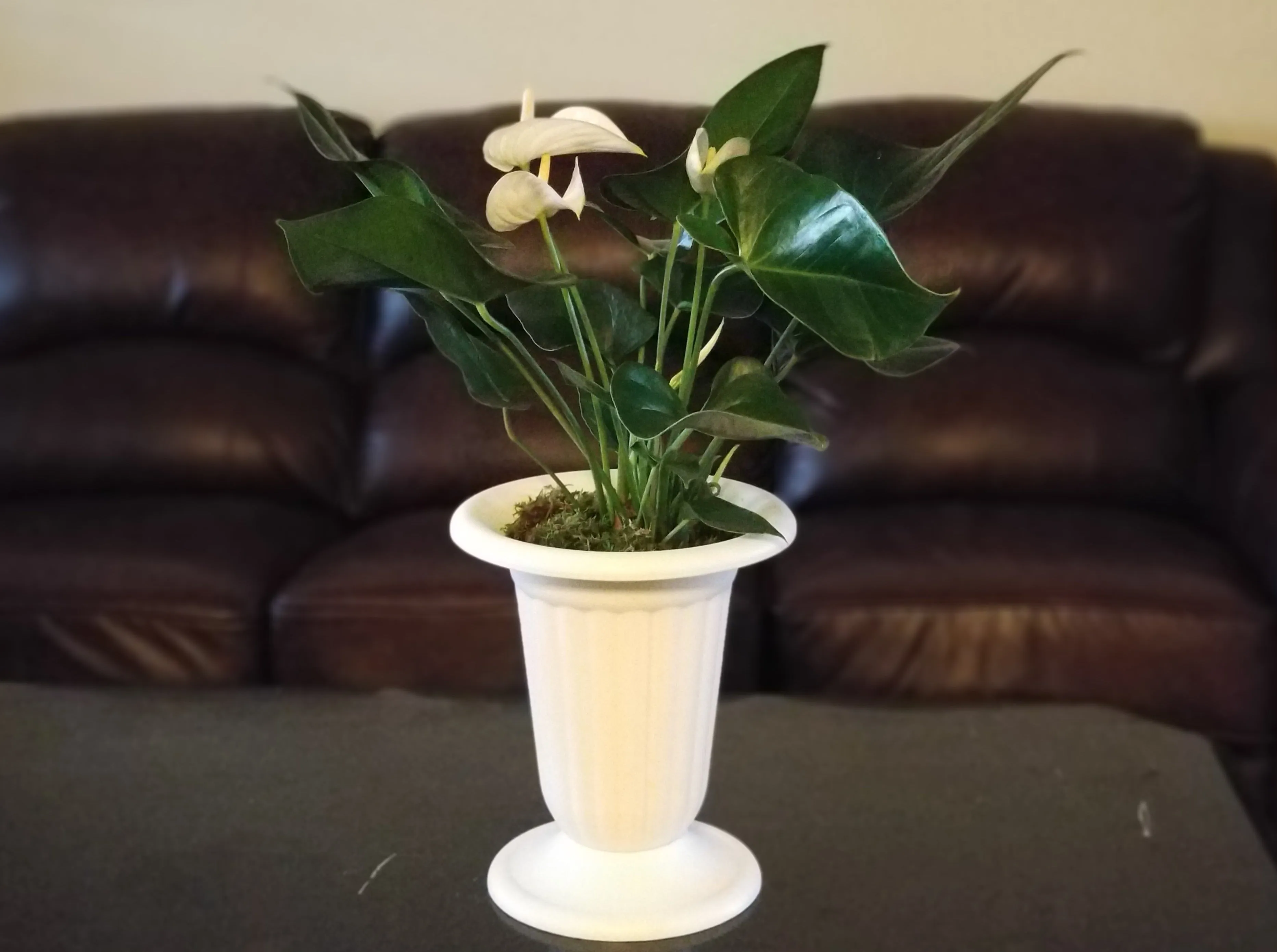 White Anthurium Andreanum - Flamingo Flower in White Urn